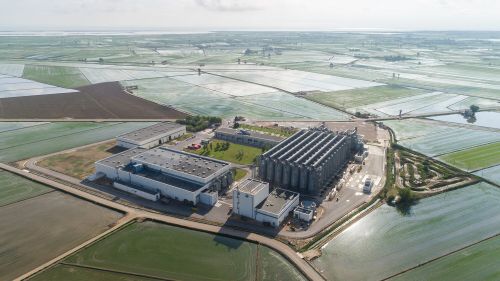 Arrossaires del delta de L'Ebre