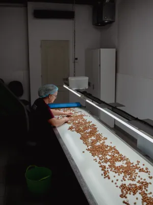 Avellana gra crua Infrusec Avellanera