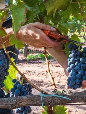 Mistela Celler Cornudella 500 ml