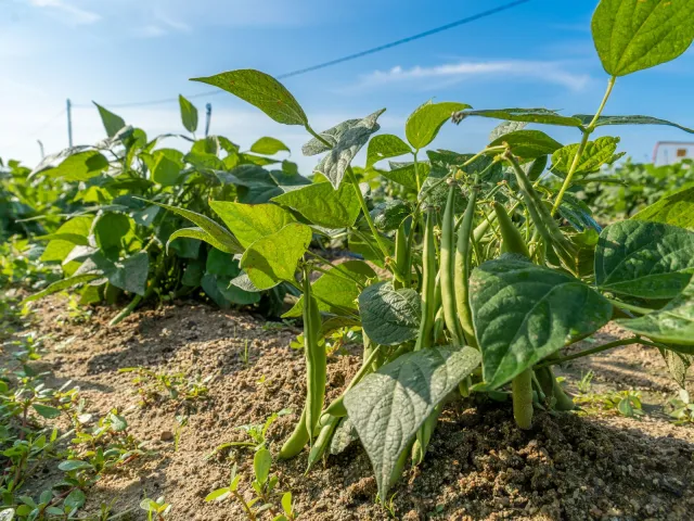 Cooperativa Agrícola Progrés-Garbí