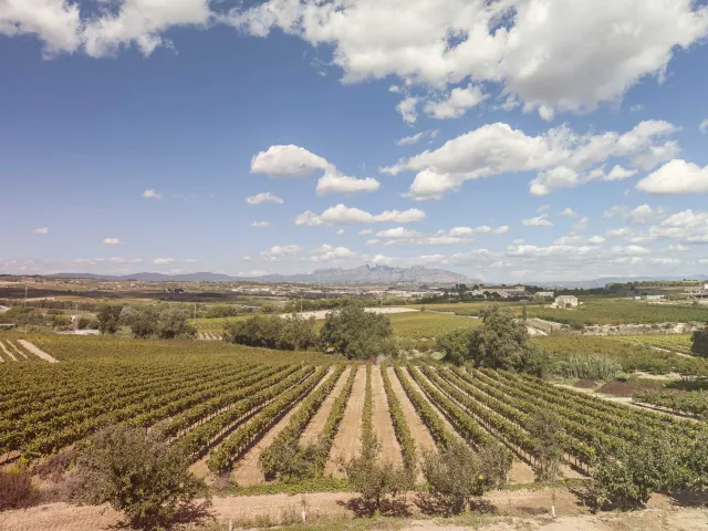 Cooperativa Celler de La Granada