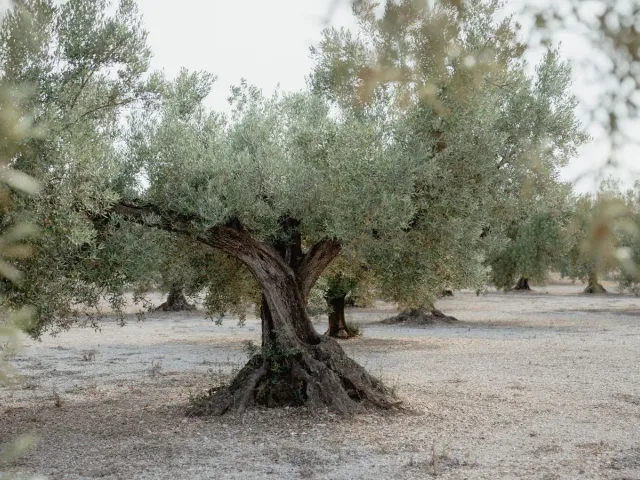 Cooperativa La Galera