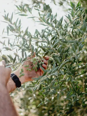 Oli d'oliva verge extra l'Olier 2L
