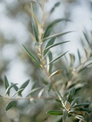Lot ampolla 0,25l d'oli d'oliva verge extra l'Olier + olives arbequines