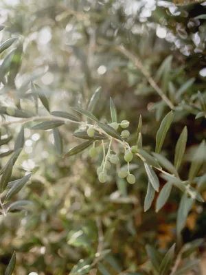 Lot ampolla 0,75l d'oli d'oliva verge extra d'Olier+ olives arbequines