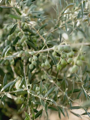 Olives mançanilla 440gr
