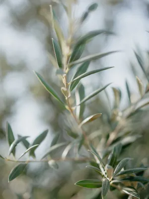 Olives trencades 440gr