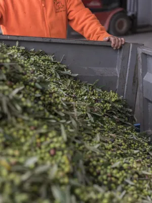 Oli d'Oliva Verge Extra ecològic EcoCabanes Juncosa 750 ml