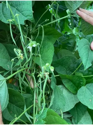 Mongeta del Ganxet DOP Eco Agrària del Vallès 500 g