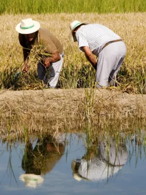 Sac arròs bomba Segadors Arrossaires del delta de l'Ebre 1 kg