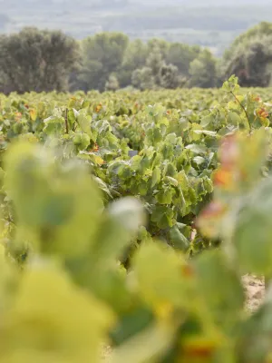 Vi rosat 1919 Agrotast 750 ml