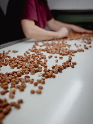 Avellana gra crua Infrusec Avellanera