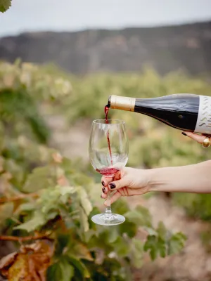 Vi negre Ssssssshhhhhh Agrícola Ulldemolins Sant Jaume