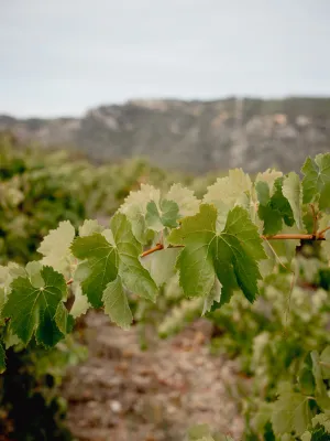 Vi Blanc Lo Carnisser Agrícola Ulldemolins Sant Jaume