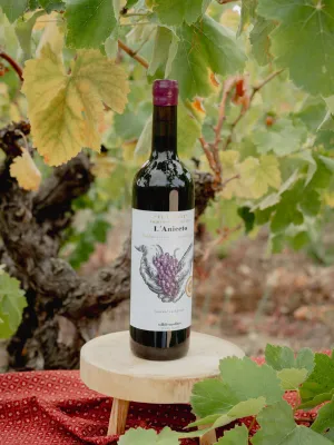 Vi Negre l'Aniceto Agrícola Ulldemolins Sant Jaume