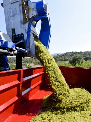 Vi blanc Babalà Simpàtic Celler Espolla 750 ml