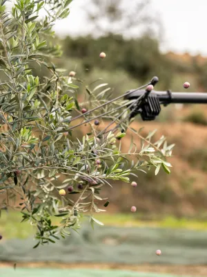 Pack oli Promptusi ecològic caixa modern Cooperativa Arbeca