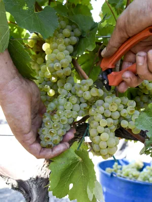 Vi rosat Babalà Alegre Celler Espolla 750 ml