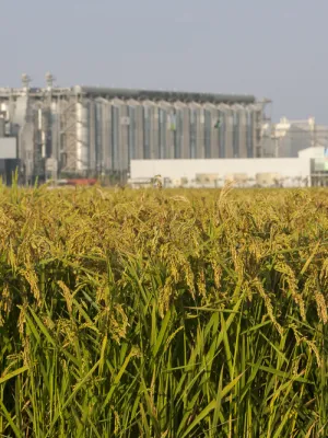 Arròs bomba Nomen Arrossaires del Delta de l'Ebre 1 kg