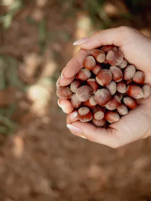 Avellana amb closca l'Avellanera 1 kg