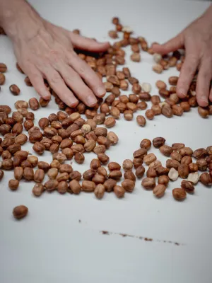 Avellana torrada Infrusec l'Avellanera