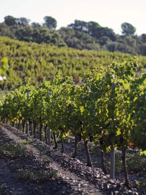 Vi negre Bag-in-Box Dòlmens Celler Espolla 3 l