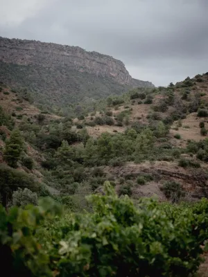 Vi negre Clos Gebrat Vinícola Priorat