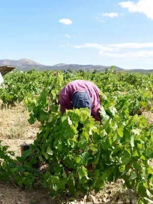 Moscatell de l'Empordà Celler Espolla 500 ml