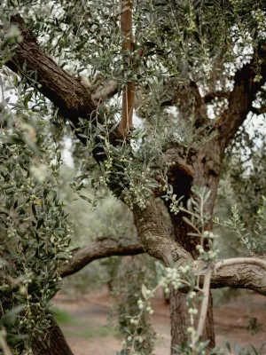 Oli de raig Avellanera