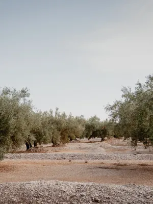 Oli d'oliva Verge Extra Monovarietal Sevillenca Torre Galera 0,25 L