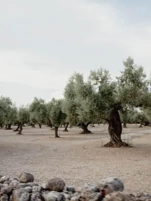 Oli d'Oliva Verge Extra Torre Galera 2L