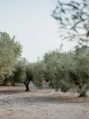 Oli d'oliva Verge Extra Torre Galera 5 L