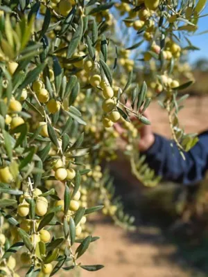 Oli oliva d’oliva verge extra Ecològic l’Or de Ponent