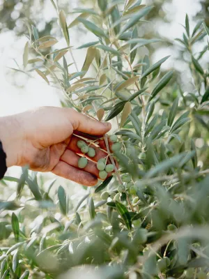 Oli d'Oliva Verge Extra ampolla l'Olier Els Torms