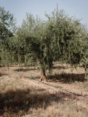 Oli d'Oliva Verge Extra ampolla l'Olier Els Torms