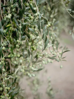 Oli verge extra Silvaurum Avellanera