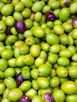 Lot 4 garrafes oli Verge Extra Agro Igualada 5l