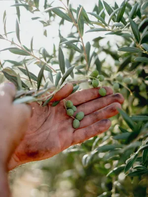 Pack 4 garrafes Oli d’Oliva Verge Extra l'Olier Els Torms 5 l