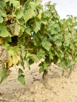 Cava chardonnay Pupitre Agrotast 750 ml