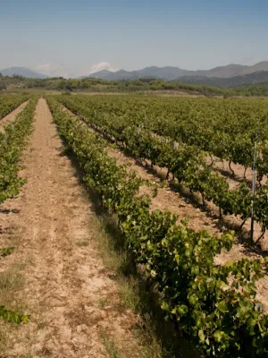 Vi blanc Finca les Roques Celler Gerisena 750 ml