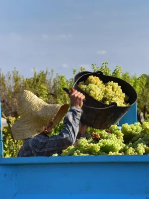 Vi blanc eco Seducció Vinícola Nulles