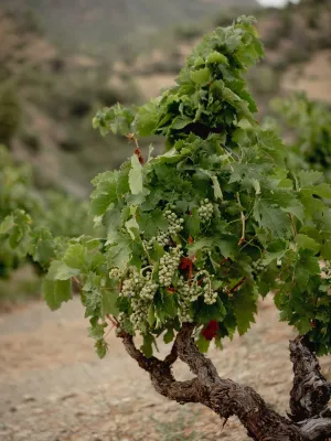 Vi blanc Terrers de Llicorella Garnatxa Blanca Vinícola del Priorat