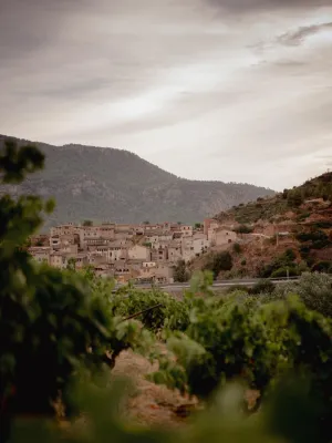 Vi negre jove L'Obaga Vinícola Priorat
