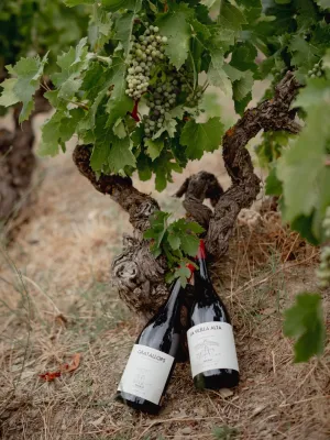 Vi negre de Vila El Lloar Vinícola del Priorat